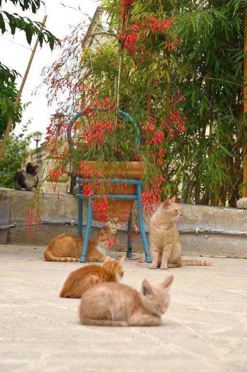 Faith'S Stone House Guest House Simou Exterior foto